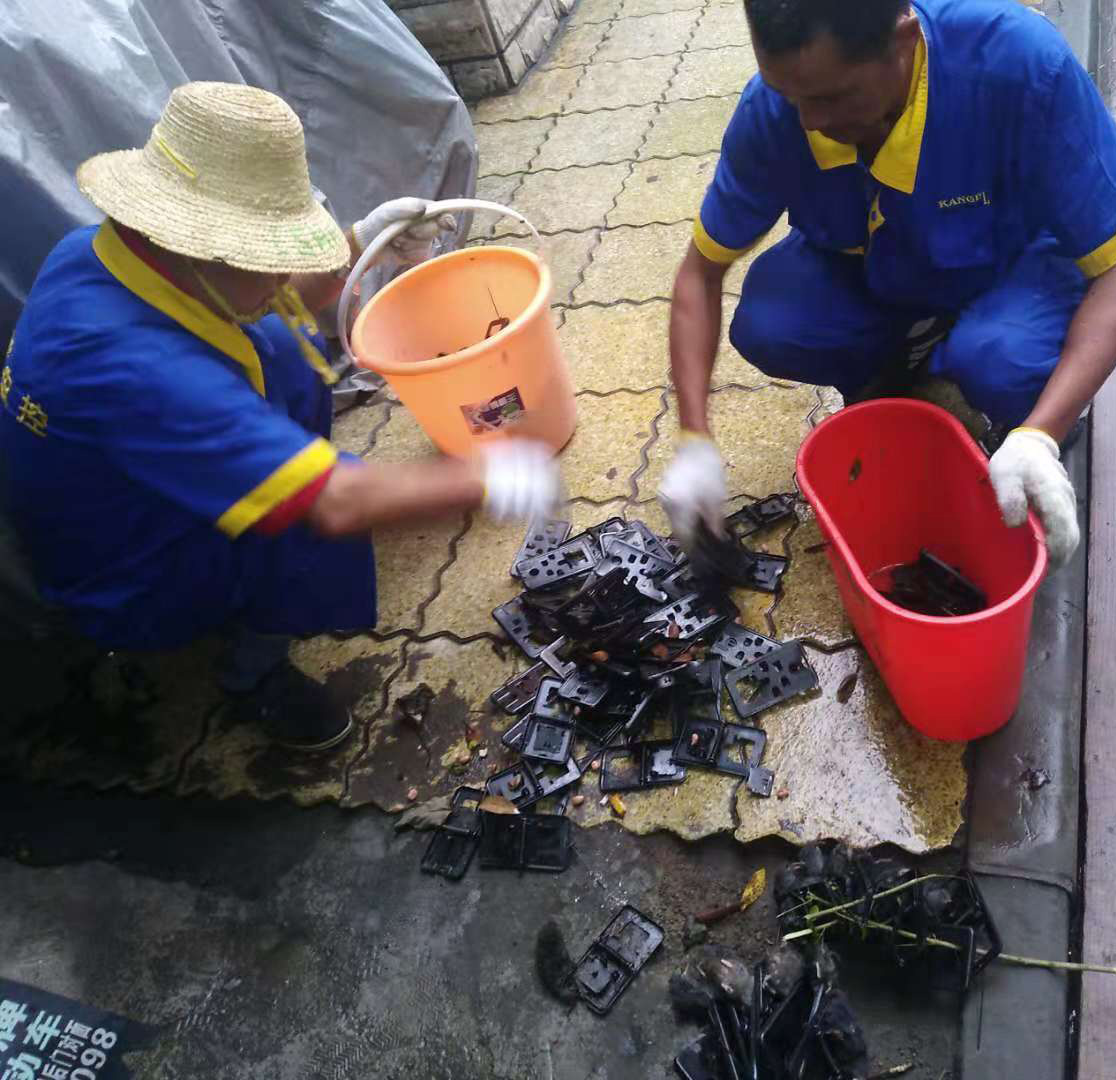 鼠密度监测